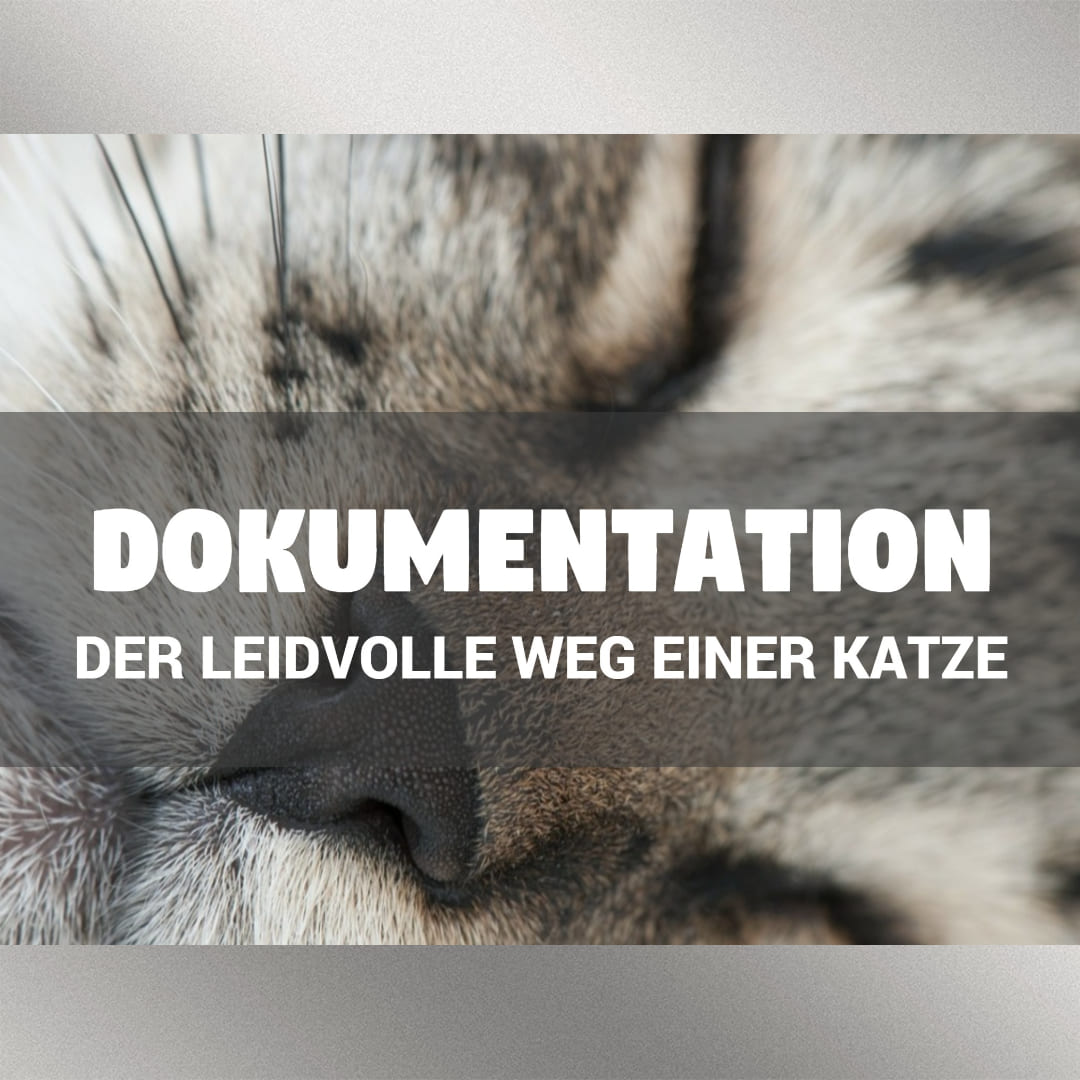 Katzen Tierversuche