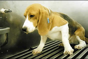Hunde werden häufig mit Chemikalien oder anderen Substanzen vergiftet 