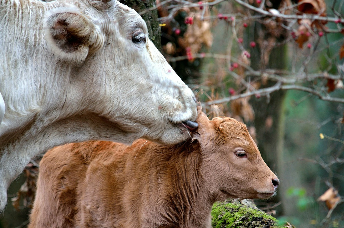 Das liebevolle Wesen & der Verrat - Kühe