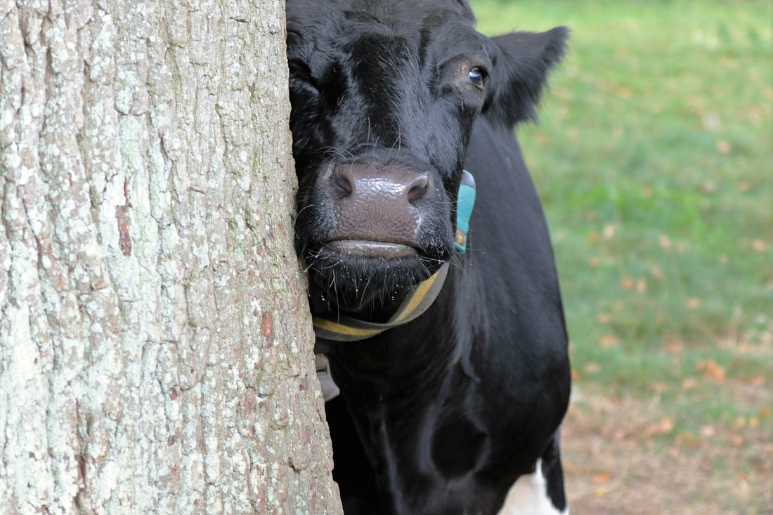 Kuh reibt sich am Baum - Kühe sind verschmust und verspielt