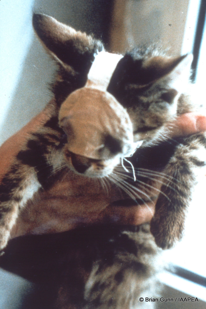 Kätzchen- beim Testen der Sichtumkehr geblendet