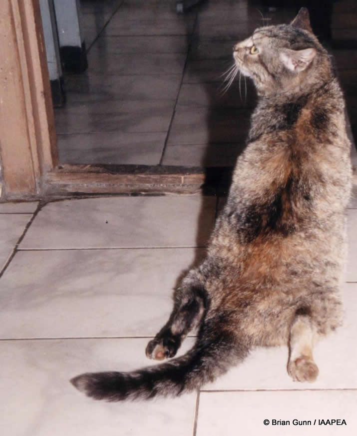 Katze Opfer eines psychologischen Experiments - indem die Beine des Tieres absichtlich verformt wurden