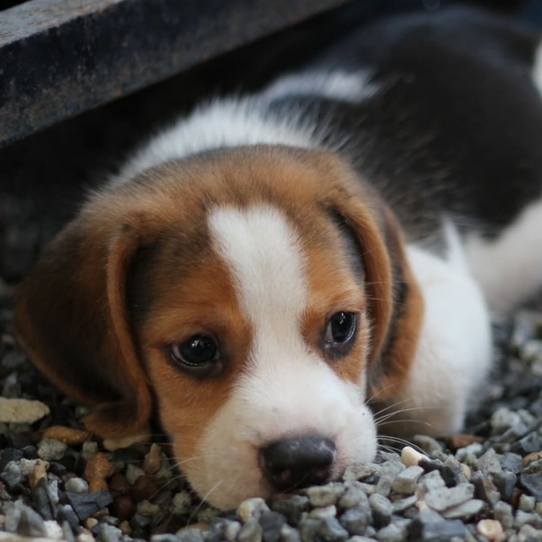 Über den Umgang mit Tieren - Laborhunde